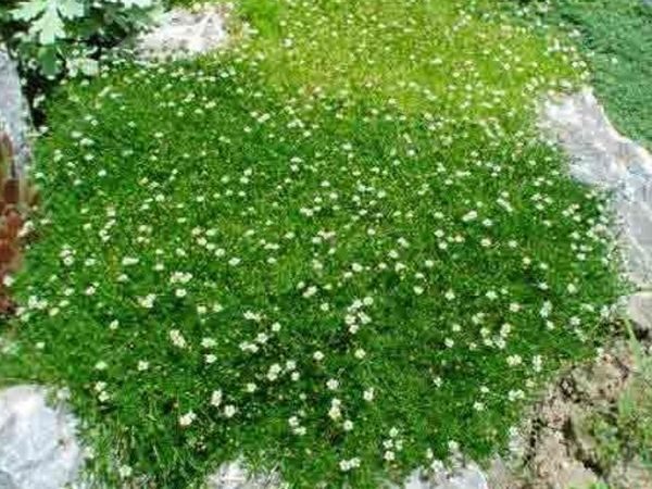 B002-karmnik-ościsty-sagina-subulata-5