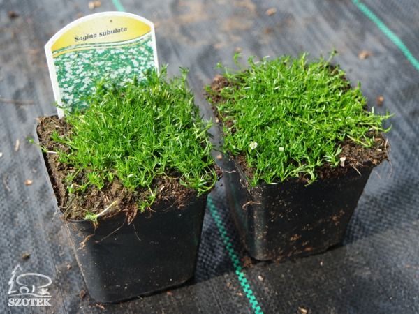 B002-karmnik-ościsty-sagina-subulata-s