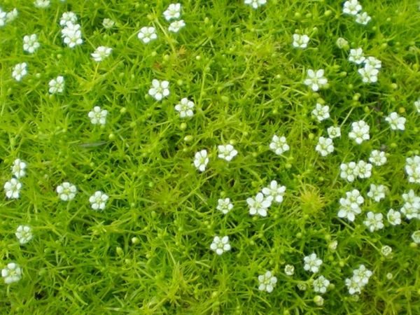 B003-karmnik-ościsty-aurea-4