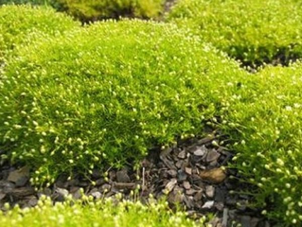 B003-karmnik-ościsty-aurea-7