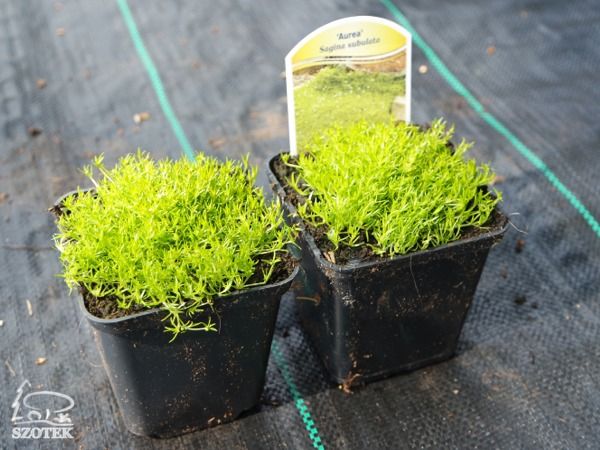 B003-karmnik-ościsty-aurea-s