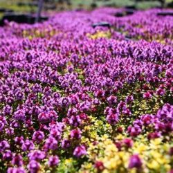 B006-macierzanka-cytrynowa-donne-valey-2