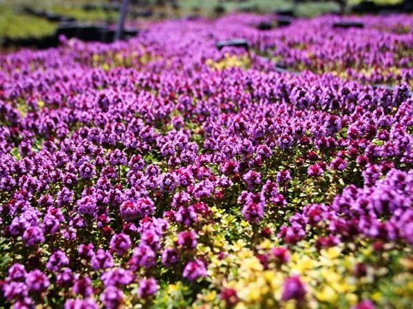 B006-macierzanka-cytrynowa-donne-valey-2