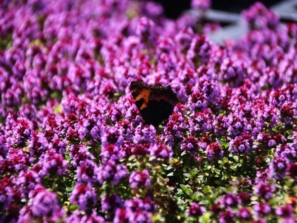 B006-macierzanka-cytrynowa-donne-valey-5