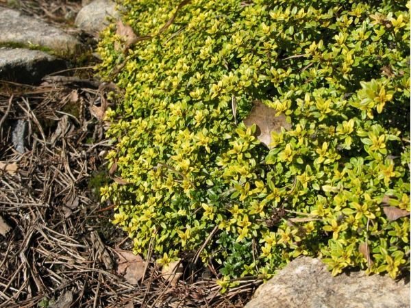 B007-macierzanka-cytrynowa-bertram-anderson-4