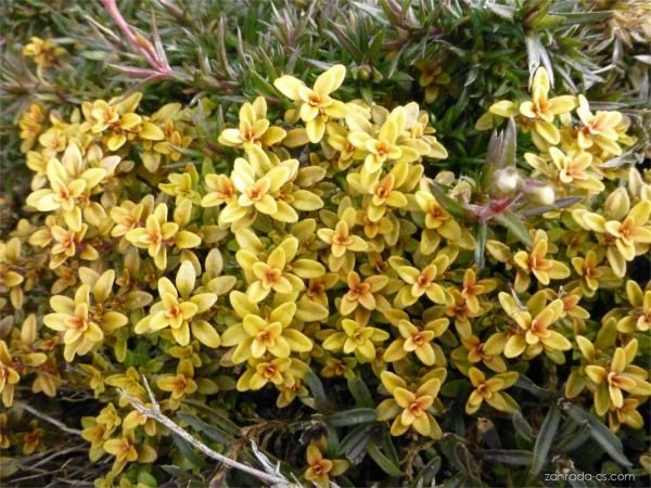 B007-macierzanka-cytrynowa-bertram-anderson-5