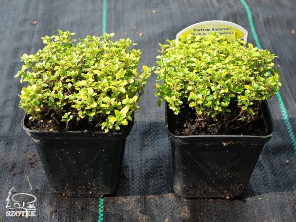 B007-macierzanka-cytrynowa-bertram-anderson-s