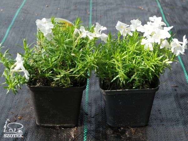 B008-floks-szydlasty-white-delight-s