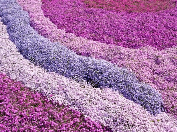 B009-floks-szydlasty-purple-beauty-7