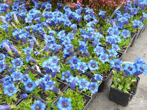 B010-goryczka-bezlodygowa-s B010-goryczka-bezlodygowa-s