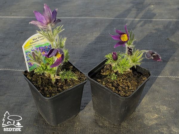 B012-sasanka-zwyczajna-blue-violet-s