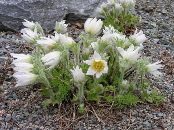 B013-sasanka-zwyczajna-pinwell-white-2