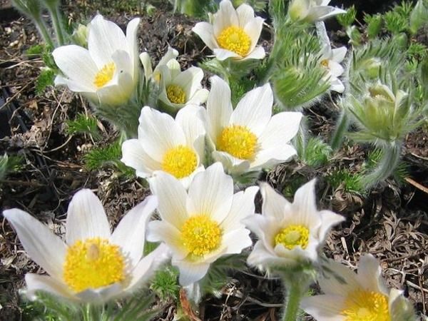 B013-sasanka-zwyczajna-pinwell-white-6