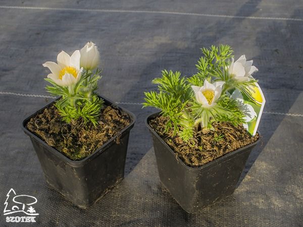 B013-sasanka-zwyczajna-pinwell-white-s