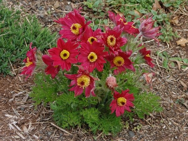 B014-sasanka-zwyczajna-pinwell-dark-red-shades-1