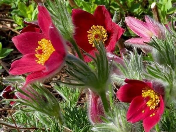 B014-sasanka-zwyczajna-pinwell-dark-red-shades-2