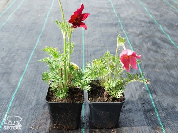 B014-sasanka-zwyczajna-pinwell-dark-red-shades-s