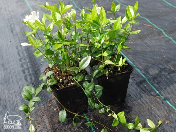 Barwinek mniejszy ALBA - sadzonki w doniczkach P9