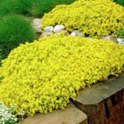 B017-rozchodnik-ostry-yellow-queen-1