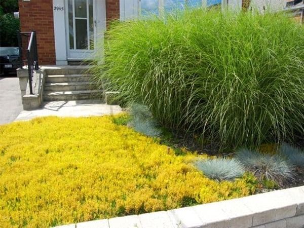 B017-rozchodnik-ostry-yellow-queen-3