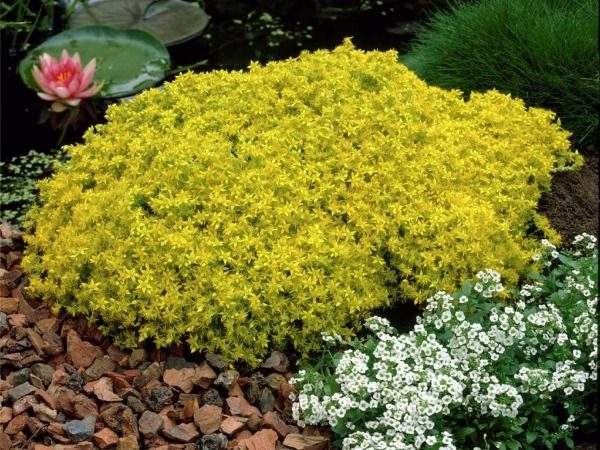 B017-rozchodnik-ostry-yellow-queen-5