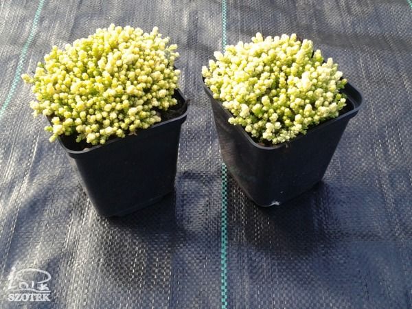 B017-rozchodnik-ostry-yellow-queen-s