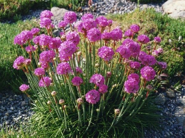 B018-zawciag-nadmorski-splendens-2