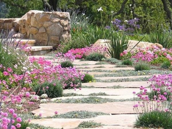 B018-zawciag-nadmorski-splendens-3