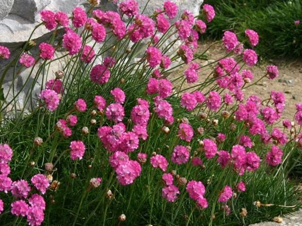 B018-zawciag-nadmorski-splendens-5