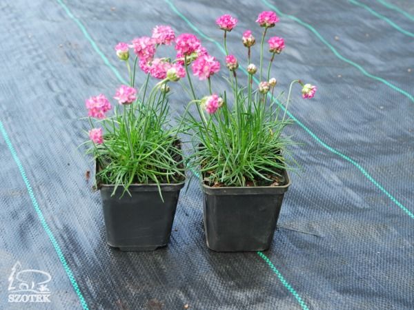 Zawciąg nadmorski SPLENDENS - sadzonki w doniczkach P9