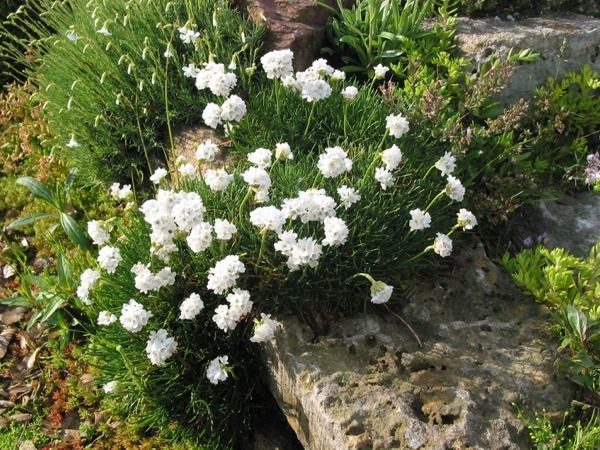 B019-zawciag-nadmorski-armada-white-1