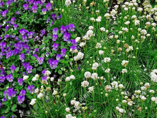 B019-zawciag-nadmorski-armada-white-4