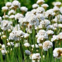 B019-zawciag-nadmorski-armada-white-5