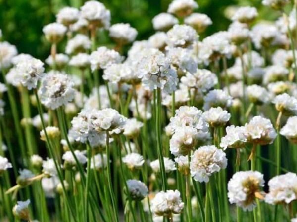 B019-zawciag-nadmorski-armada-white-5