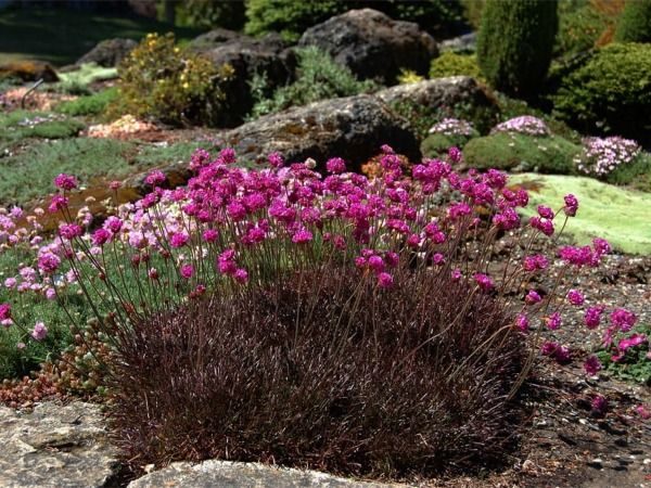 B020-zawciag-nadmorski-rubrifolia-3