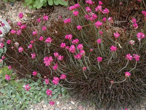 B020-zawciag-nadmorski-rubrifolia-6