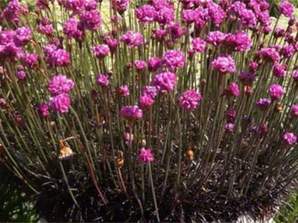 B020-zawciag-nadmorski-rubrifolia-7