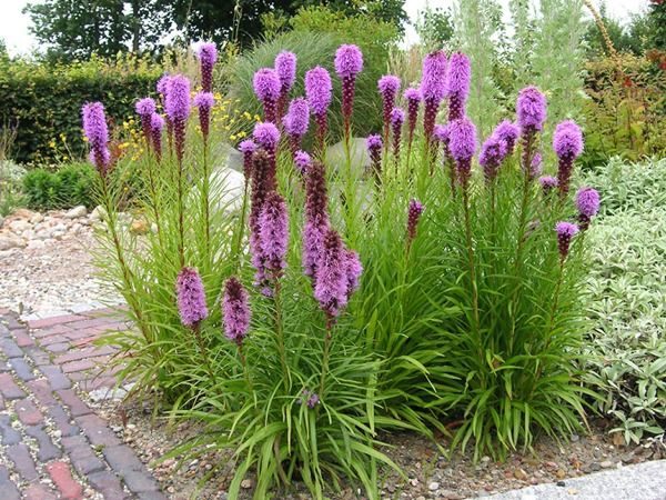 Liatra kłosowa - sadzonki w doniczkach