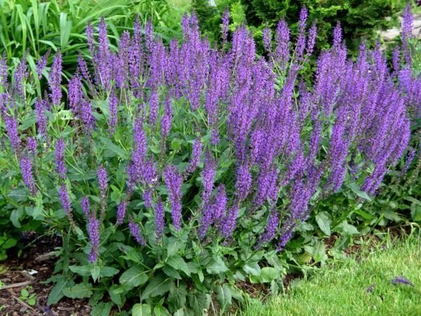 B029-szalwia-omszona-mainacht-1