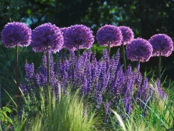 B029-szalwia-omszona-mainacht-2