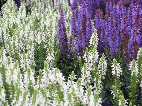 B030-szalwia-omszona-adrian-6