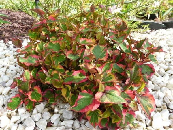 Pstrolistka sercowata CHAMELEON - obrazek 3