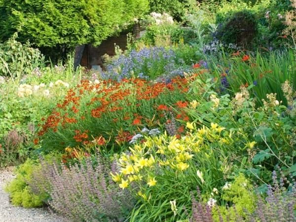 Liliowiec SAMMY RUSSELL - obrazek 3