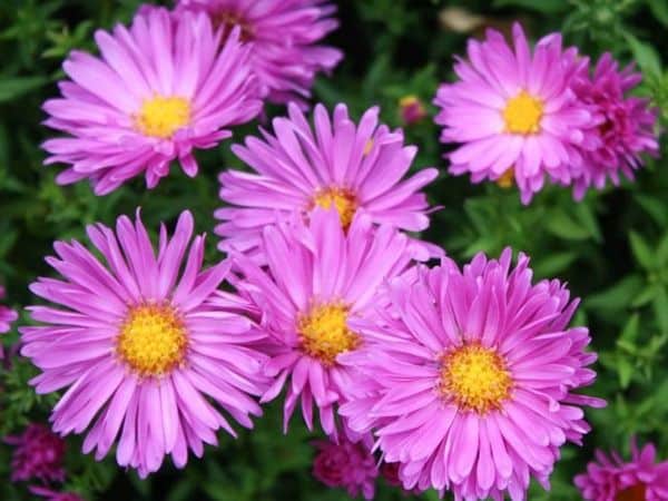 B036-aster-krzaczasty-starlight-5