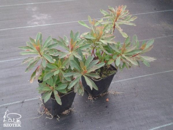 B039-wilczomlecz-migdalolistny-purpurea-s