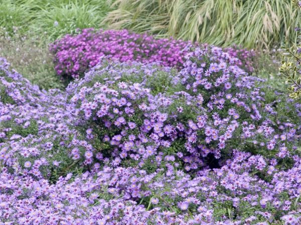 B041-aster-krzaczasty-6