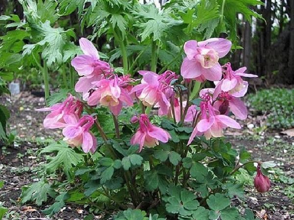 B042-orlik-wachlarzowaty-cameo-red-and-white-5