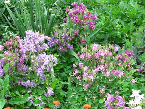 B042-orlik-wachlarzowaty-cameo-red-and-white-6