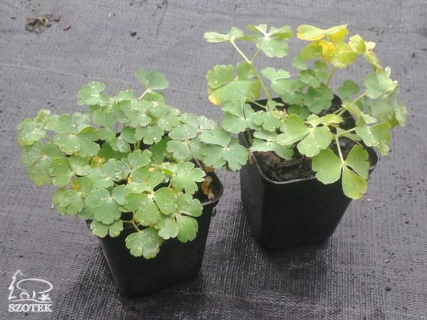 B042-orlik-wachlarzowaty-cameo-red-and-white-s