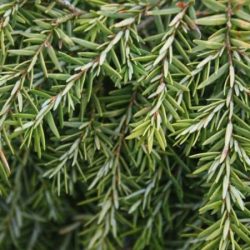 I001-choina-kanadyjska-jeddeloh-5